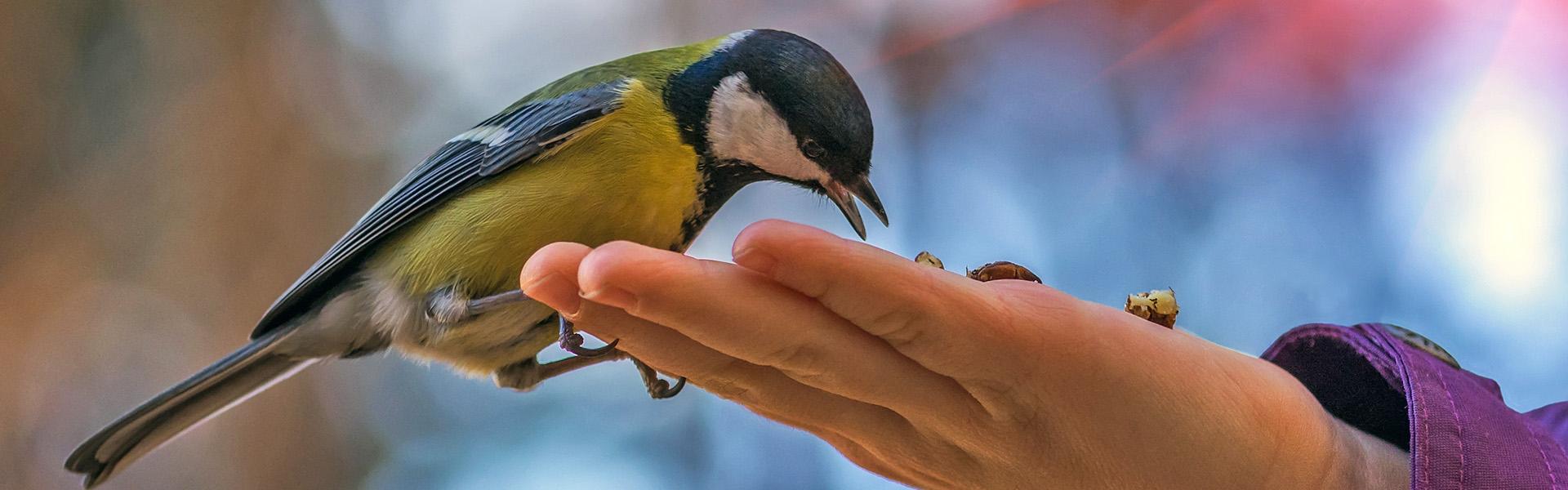 A blue tit feeding from a person's hand
