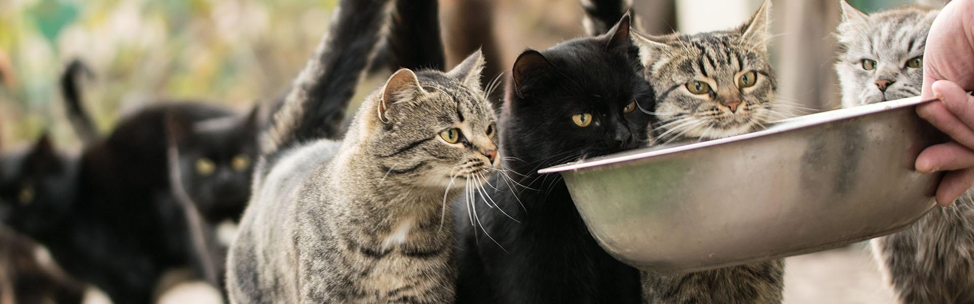 Cats wait to be fed from a bowl