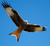 red kite flying