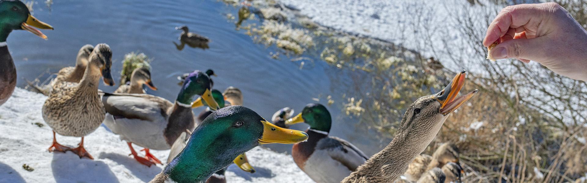 Feeding ducks on a snowy day