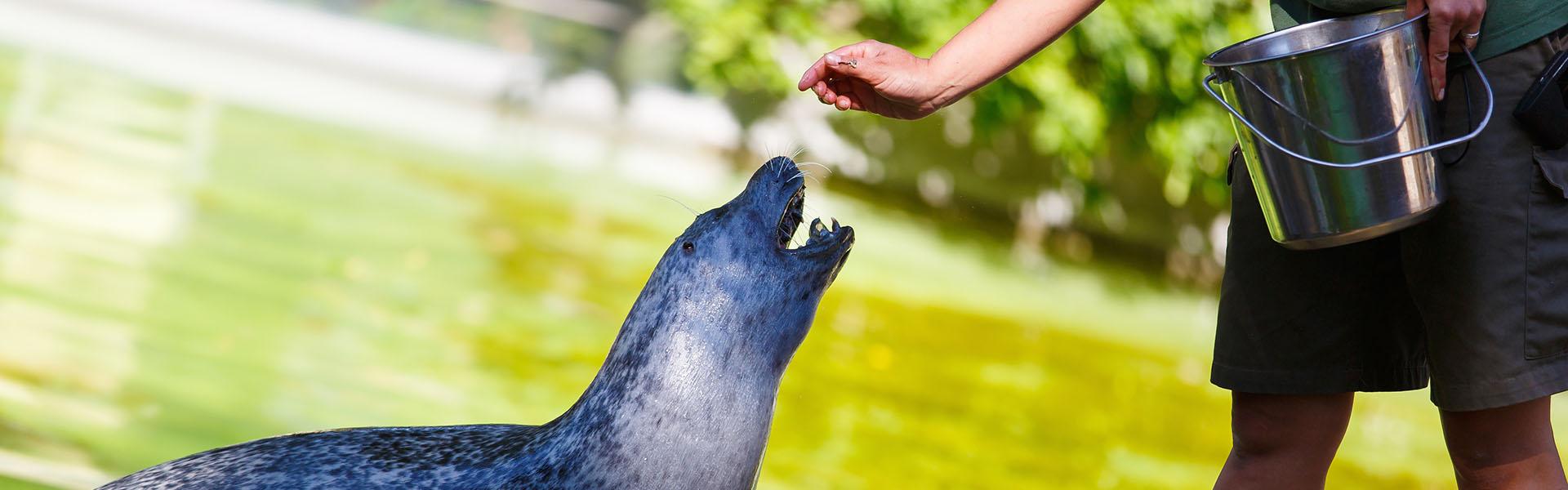 A zoo worker feeds a seal