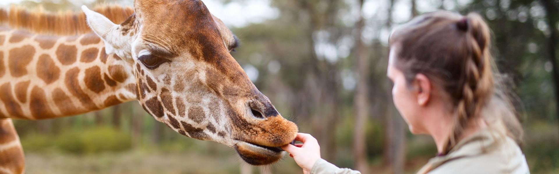 A woman feeds a giraffe
