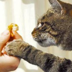 A cat moves its paw towards a human hand holding a piece of food.