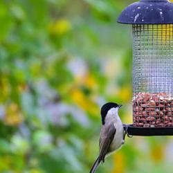 Two birds feed at a bird feeder.