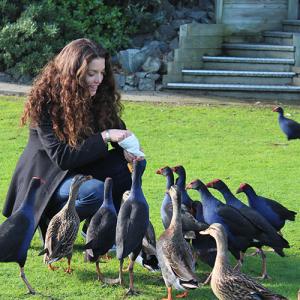 Ginny Thomas feeds Pukekos